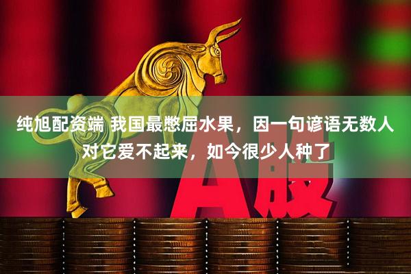 纯旭配资端 我国最憋屈水果，因一句谚语无数人对它爱不起来，如今很少人种了